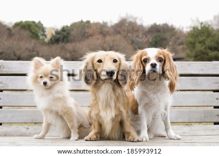 Three dogs sitting on bench