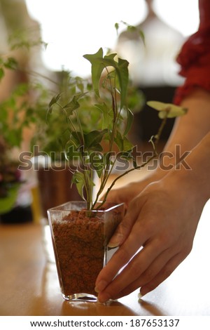 hand of woman putting plant on desk