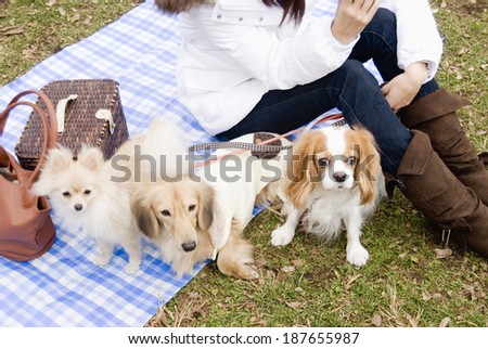 three dogs and woman