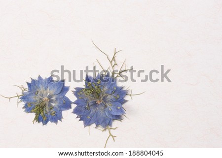 Pressed flower of Nigella