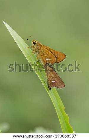 Two moths on a single blade of grass.