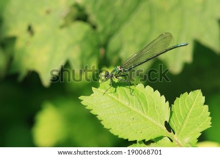 A dragonfly with long wings sits on top of a green leaf.