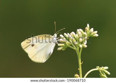 A light colored butterfly sitting on a flower.