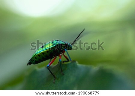 A shiny green beetle perched on a leaf.