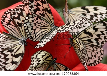 Five black and white butterflies sitting on a red flower petal.