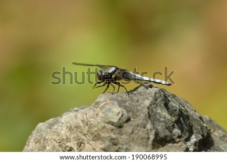 A small insect with wings relaxing on a rock.