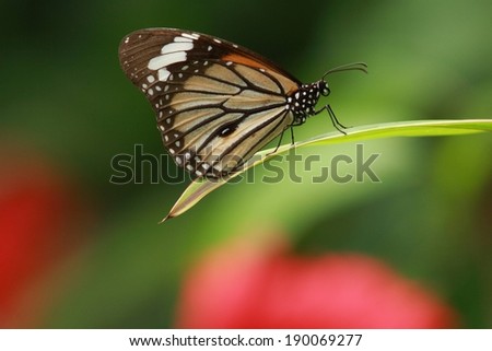 A monarch butterfly sitting on a single blade of grass.