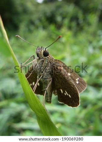 A furry brown flying insect is perched on a green leaf.
