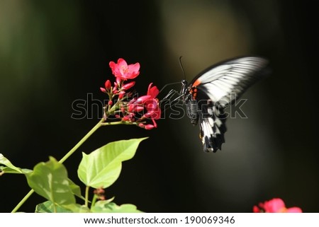 A butterfly is flying in the air above pink flowers.