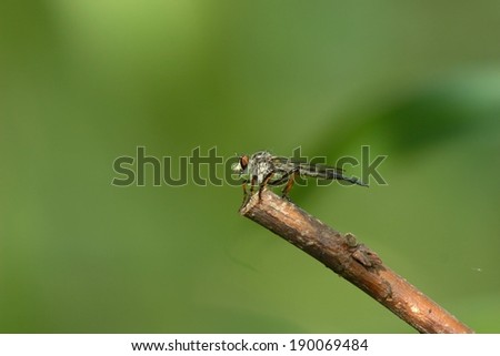 A small insect with wings sitting at the tip of a branch.