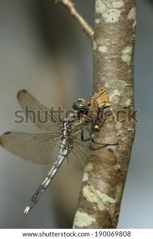A dragon fly sitting on a dried up branch.