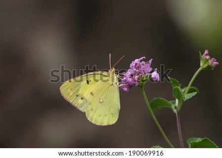 A small butterfly holds onto a small flower.