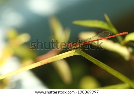 An orange dragonfly walking on a thin leaf.