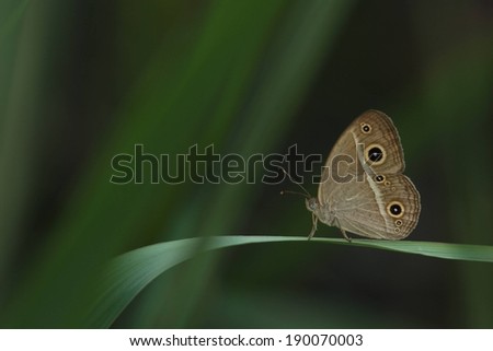 A small moth or butterfly on a single blade of grass.