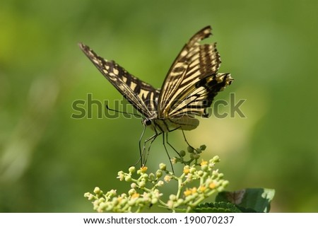 A large monarch butterfly lands on a budding plant.