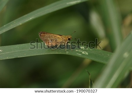 A small moth with wings holds onto a blade of grass.