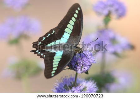 A black and aqua colored butterfly on a purple flower.