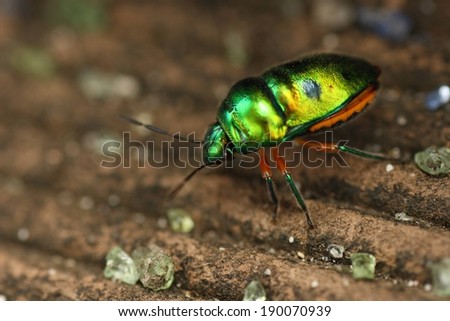A metallic-colored beetle walking along the ground littered with glass.