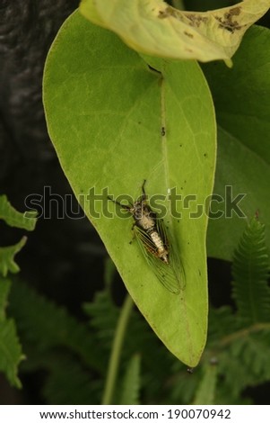 A large bug resting on a large, green leaf.