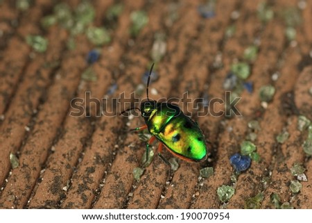 A metallic green bug crawling along broken glass shards.