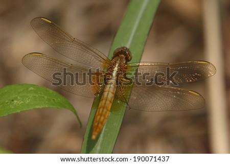A flying insect on a single blade of grass.