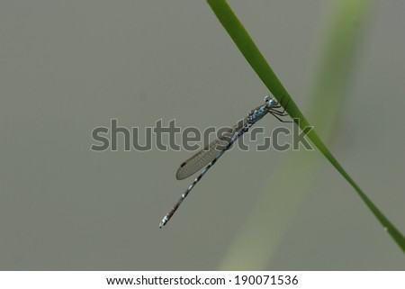 A dragonfly perched on a long blade of grass.