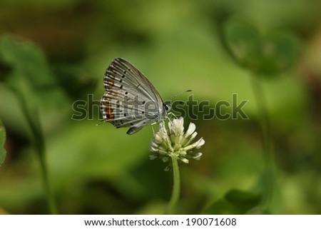 A light colored butterfly sits on top of a flower.