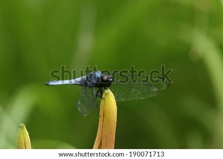 A blue dragonfly sits on top of a flower with closed petals.