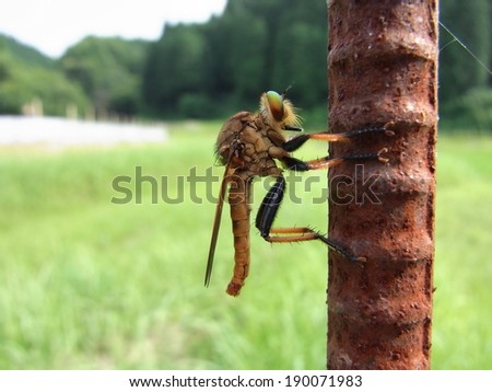 An odd yellow insect resting on a rustic looking pipe.