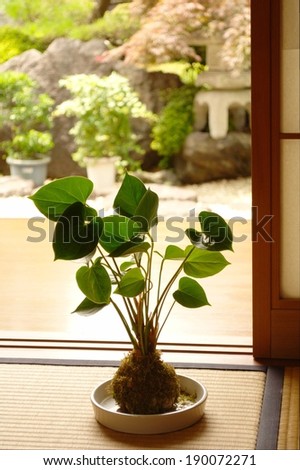 A plant with green leaves growing in a ball of moss sitting in front of an open door.