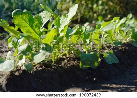 Green plants are growing in soil and sunlight.