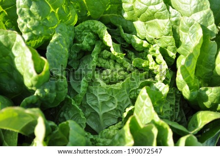 A large bunch of fresh, dark green leafy vegetables.