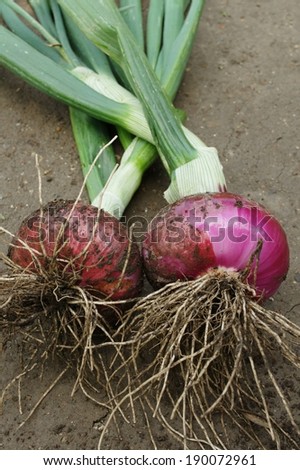 Two freshly picked red onions laying in the dirt.