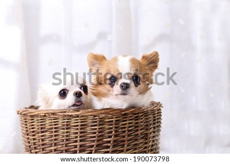 A wicker basket holding two small dogs inside.