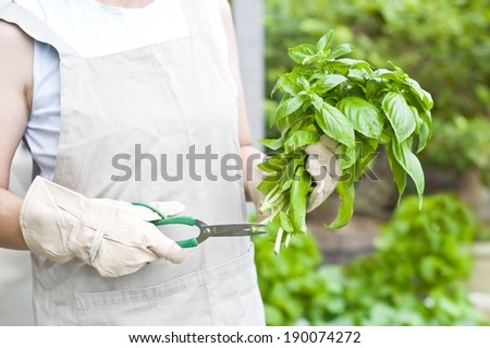 A person wearing gardening gloves holding a bunch of fresh basil.