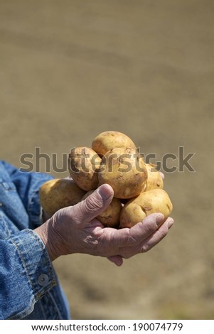 A pair of hands holding a pile of potatoes.