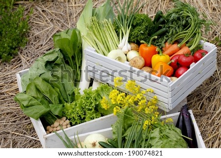 White crates resting on straw hold a collection of colorful fresh vegetables, including tomatoes and carrots.