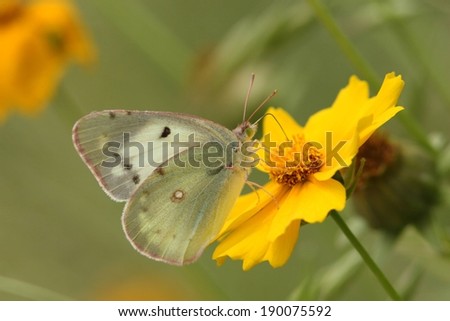 A light colored butterfly feeding on the nectar of a flower.