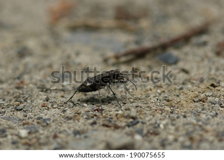 A black bug walking on a sanded ground.