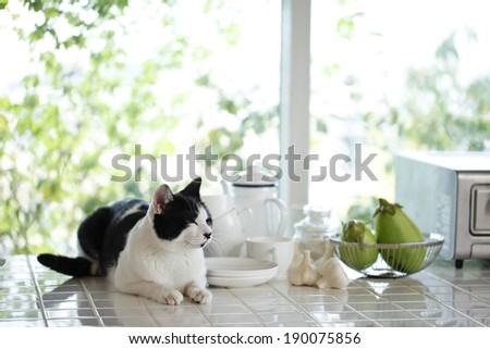 A black and white cat sitting on a kitchen counter.