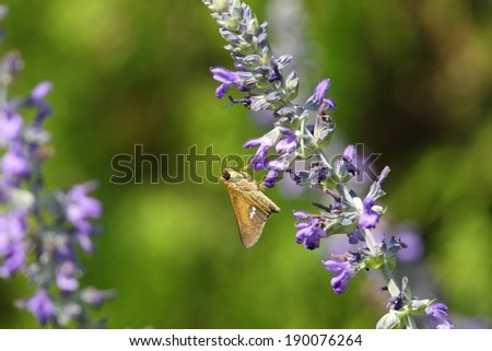 A gold moth lands on some purple flowers.