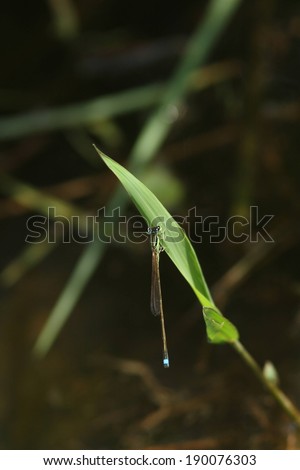 A long insect landing on a plant leaf.