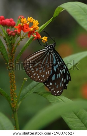A black and blue butterfly hanging upside down from a yellow and orange flower.