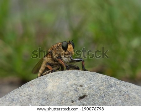 A fuzzy bee resting its wings on a grey rock.
