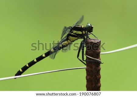 A black dragonfly with yellow marks sits on top of a twig.