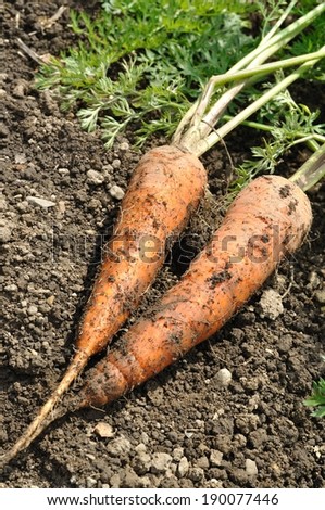 Two carrots lie on the ground covered in dirt.