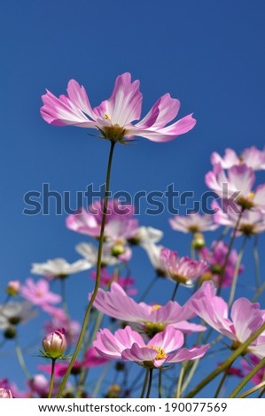 A group of purple and white flowers in the sun.