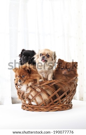 Four cute puppies sitting in a wicker basket together.