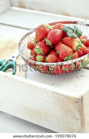 Fresh strawberries in a steel basket and a pair of scissors.