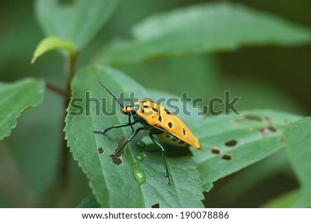 A yellow spotted bug standing on a damp leaf.